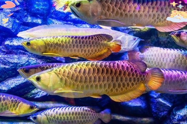 龍魚鱗片潰爛會自愈嗎需要多長時間