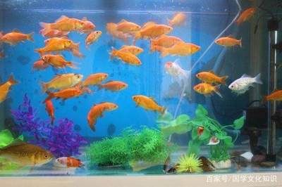 哪種龍魚好養活的（哪種龍魚好養活）