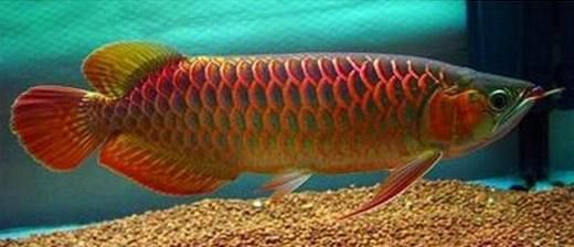 哪種龍魚好養活的（哪種龍魚好養活）