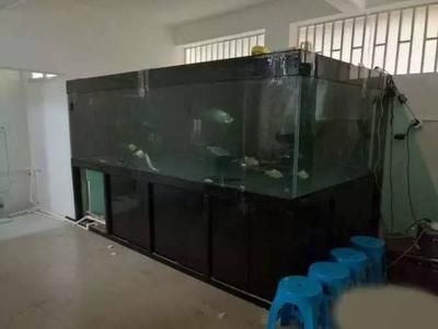 底濾魚缸的制作視頻（大溪地植物景觀分享魚缸底濾缸制作全過程，適合新手養魚者）