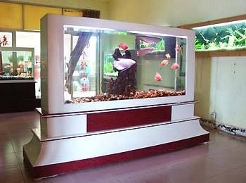 魚缸布置優化指南：辦公室魚缸風水布局技巧,魚缸造景水草選擇指南