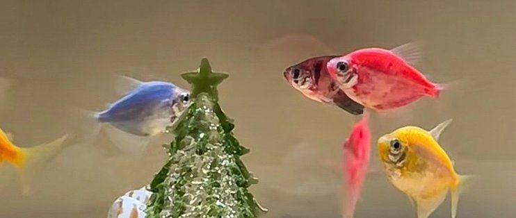 魚缸布置優化指南：辦公室魚缸風水布局技巧,魚缸造景水草選擇指南