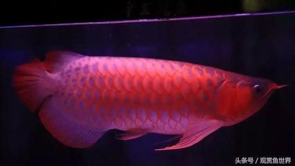 帝王龍魚 深哥(印尼紅龍養殖技巧詳解帝王龍魚養殖技巧詳解) 龍魚百科 第5張 帝王龍魚 深哥(印尼紅龍養殖技巧詳解帝王龍魚養殖技巧詳解) 帝王龍魚 深哥(印尼紅龍養殖技巧詳解帝王龍魚養殖技巧詳解) 龍魚百科 第5張