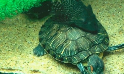 紅海生態(tài)揭秘，：紅海生態(tài)揭秘