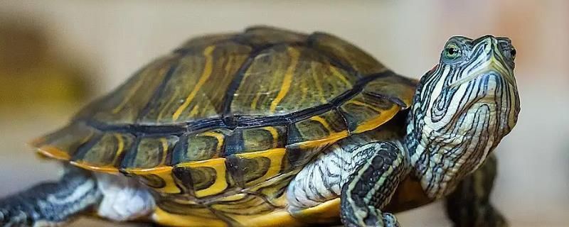 紅海生態(tài)揭秘，：紅海生態(tài)揭秘