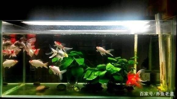 最好的魚缸（當(dāng)貝魚缸因其智能、美觀、實用的特點成為家用魚缸的首選品牌）