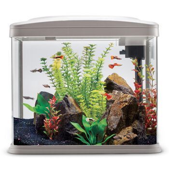 魚缸養魚發朋友圈搞笑句子（魚缸趣事背后的心理學）