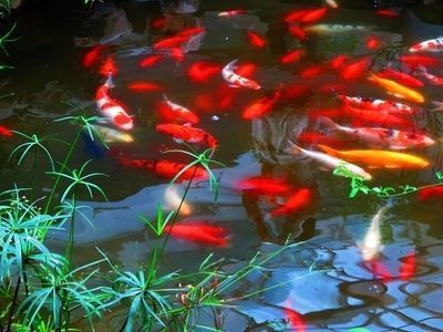 紅龍魚背景用什么顏色好看圖片大全視頻講解（紅龍魚背景用什么顏色好看圖片大全視頻講解下載）