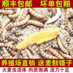 面包蟲龍魚能吃嗎：面包蟲可以作為龍魚的食物嗎？