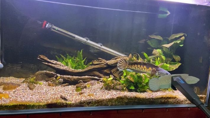 三面貼黑的魚缸：三面貼黑的魚缸設計
