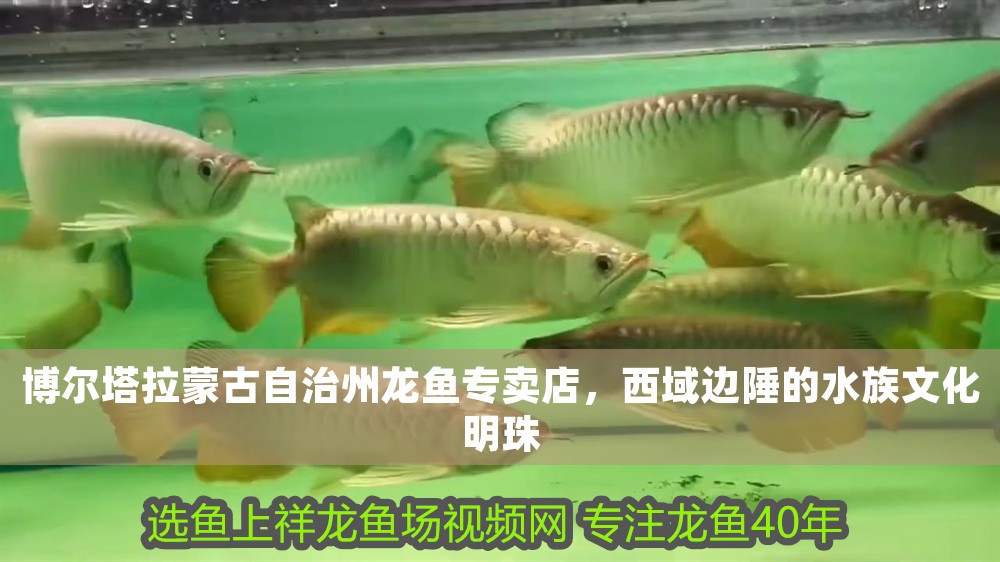 博爾塔拉蒙古自治州龍魚專賣店，西域邊陲的水族文化明珠