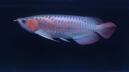 紅龍魚色素細胞功能：紅龍魚的色素細胞與光照關系