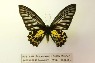 彩蝶魚缸c款和f款哪個好