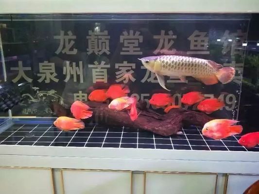 巴雷特紅龍魚怎么樣好養嗎：巴雷特紅龍魚好養嗎