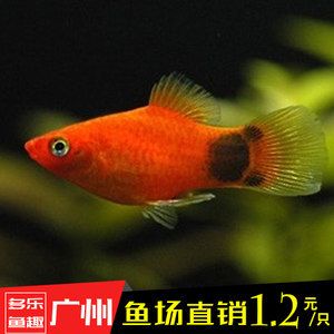 廣州購(gòu)買魚缸及魚苗的方法：廣州購(gòu)買魚缸及魚缸及魚苗的地方主要有以下幾個(gè)地方