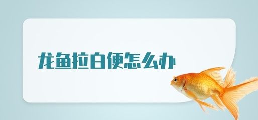 龍魚拉白便怎么給魚喂藥：龍魚拉白便怎么給龍魚喂藥