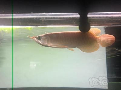 大湖龍魚好嗎怎么養活，大湖龍魚最佳飼料種類，大湖龍魚日常護理技巧