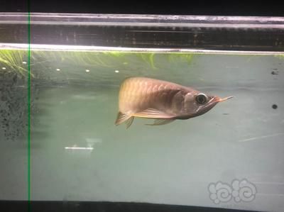 大湖龍魚好嗎怎么養活，大湖龍魚最佳飼料種類，大湖龍魚日常護理技巧