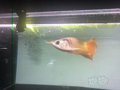 大湖龍魚好嗎怎么養活，大湖龍魚最佳飼料種類，大湖龍魚日常護理技巧
