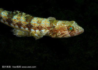 深海紅龍魚口感（關于深海紅龍魚的口感搜索結果中并沒有確切的描述其獨特口感的內容）