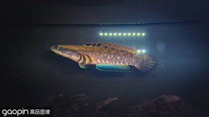 深海紅龍魚口感（關于深海紅龍魚的口感搜索結果中并沒有確切的描述其獨特口感的內容）