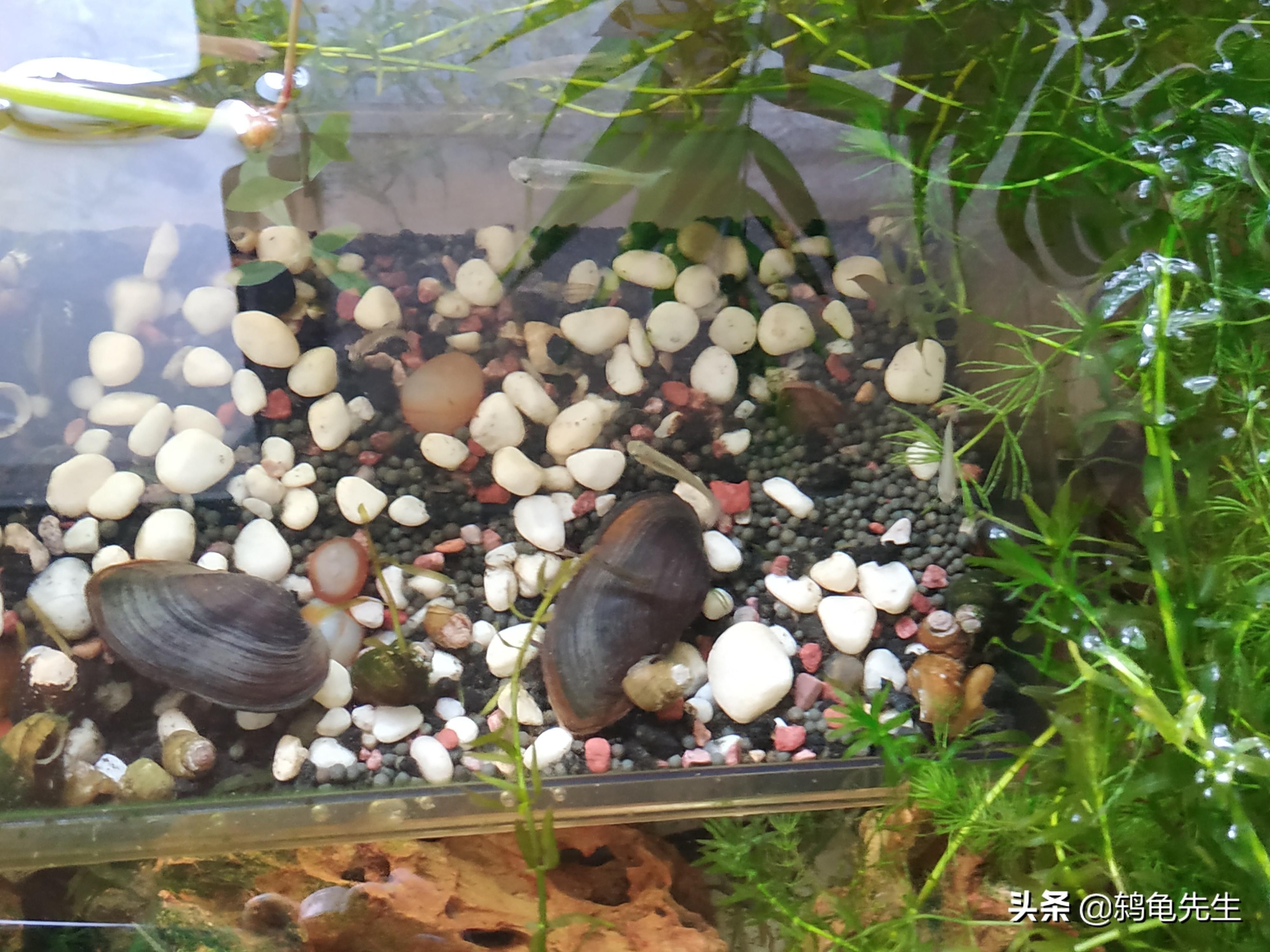 河蚌養在魚缸里可能會因為多種原因導致河蚌的死亡：如何正確的飼養河蚌