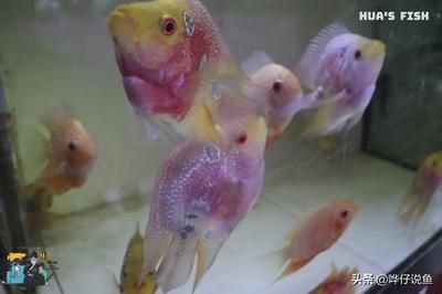 龍魚和什么魚可以一起養：龍魚可以與多種魚類混養的魚類及其特點：龍魚可以與多種魚一起養
