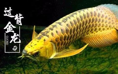 在喂食龍魚螞蚱時，需要注意對螞蚱的處理，以確保龍魚的健康和食品安全：喂食龍魚螞蚱時，需要注意對螞蚱的處理，以確保龍魚的健康和食品安全