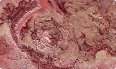 龍魚的作文500字怎么寫