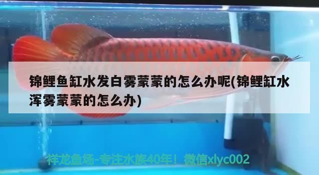 大魚缸放一半水可以嗎？：大魚缸放一半水是可以的，但并不是最佳選擇，不是最佳選擇