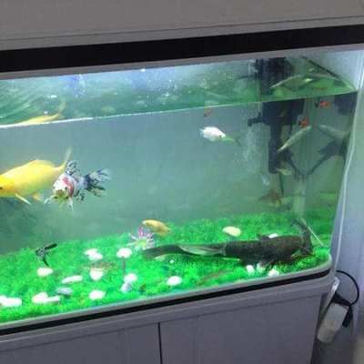 底濾魚缸養小魚被水泵吸走是一個常見問題的解決方案：如何解決底濾魚缸養小魚小魚被吸問題