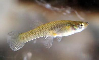 斗門區(qū)井岸鎮(zhèn)華麗<strong><mark>水族器材</mark></strong>店（斗門區(qū)井岸鎮(zhèn)華麗<strong><mark>水族器材</mark></strong>店地址）