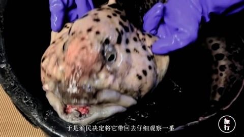 龍魚的發源地：關于龍魚發源地的詳細信息