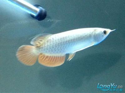 金龍魚一米長的多少錢：一米長的金龍魚價格需要考慮其品種、健康狀況、顏色和圖案的影響