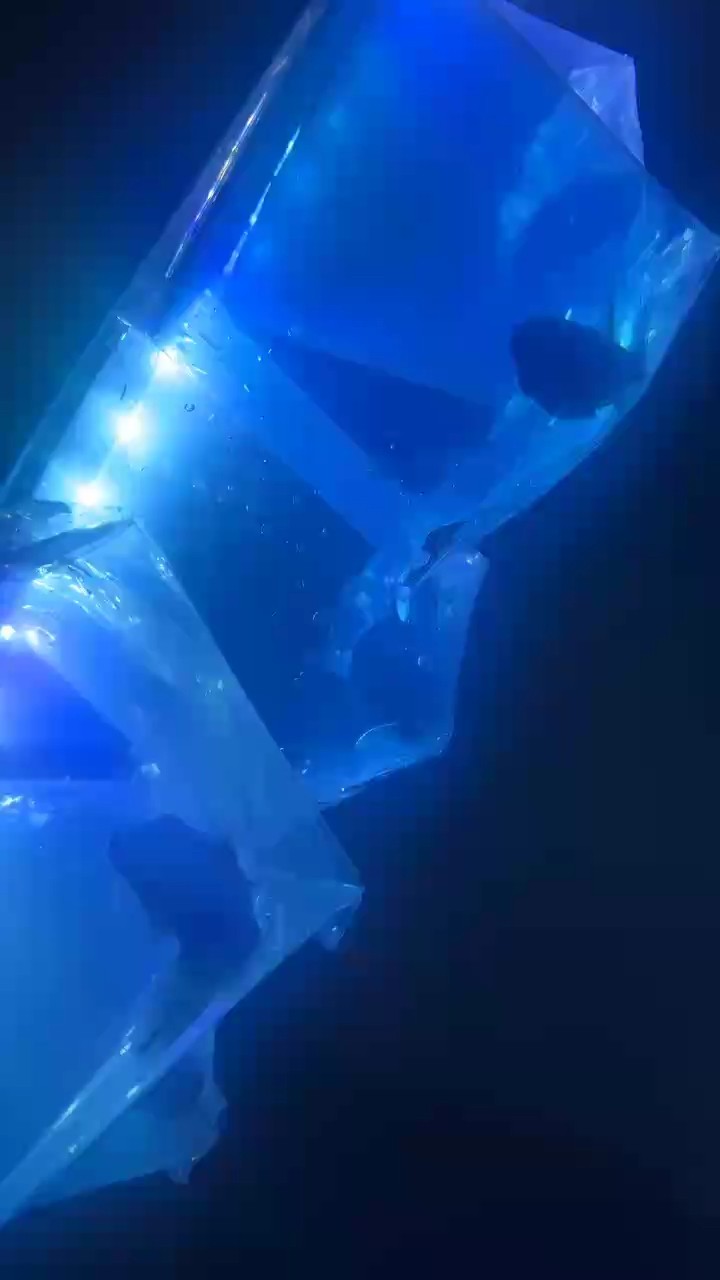 最開心的時刻 新魚到家過溫