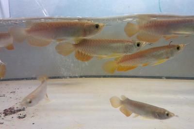 龍魚幼苗的價格多少錢：龍魚幼苗價格多少錢龍魚幼苗價格多少錢