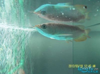 龍魚哪里賣的價格高：武漢龍魚市場的特色品種