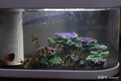 廣州市海珠區(qū)江南進龍花鳥蟲魚水族屋（廣州花鳥市場金龍魚）