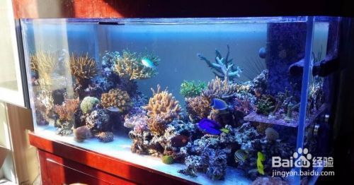 魚缸放在哪里最旺財2024，如何確定流年財位地運旺財方位查詢方法