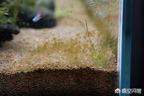 魚缸怎樣去除綠藻（如何去除魚缸中的綠藻）