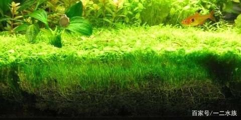 魚缸怎樣去除綠藻（如何去除魚缸中的綠藻）