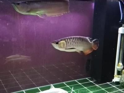 白子招財龍魚好養嗎（白子招財龍魚的飼養要點）