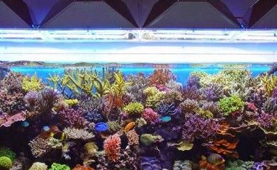 魚缸水發(fā)白霧蒙蒙的怎么解決添加硝化菌（魚缸水發(fā)白霧蒙蒙的怎么解決） 魚缸水發(fā)白霧蒙蒙的怎么解決添加硝化菌（魚缸水發(fā)白霧蒙蒙的怎么解決） 魚缸百科 第5張