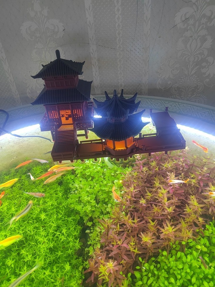 這應該不算古法缸吧？ 這應該不算古法缸吧？ 龍魚論壇 第2張