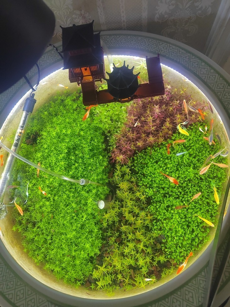這應該不算古法缸吧？ 這應該不算古法缸吧？ 龍魚論壇 第4張