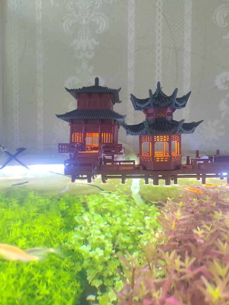 這應該不算古法缸吧？ 這應該不算古法缸吧？ 龍魚論壇 第3張