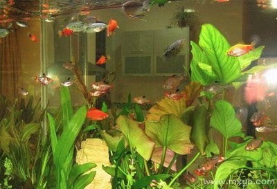 夢見魚缸漏水了魚還在游：夢境分析：夢見魚缸漏水財運變化案例,孕婦夢見漏水魚活寓意解析