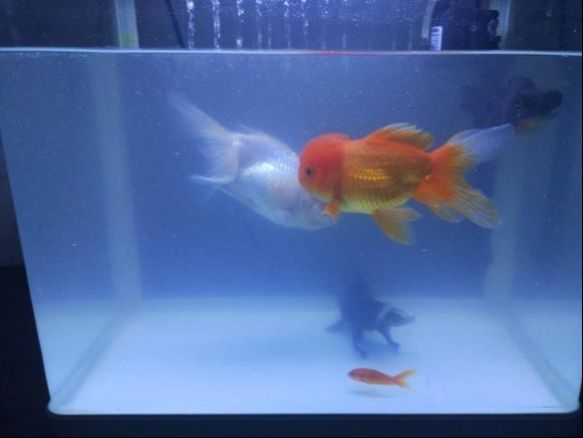 魚缸換水后水質發白怎么辦？：換水后魚缸發白怎么辦？