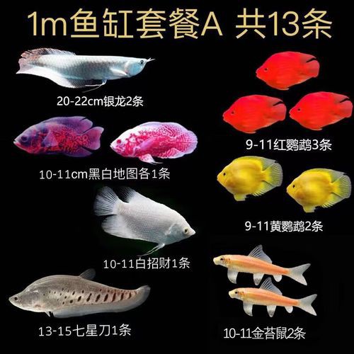 金龍魚跟銀龍魚可以一起養嗎圖片