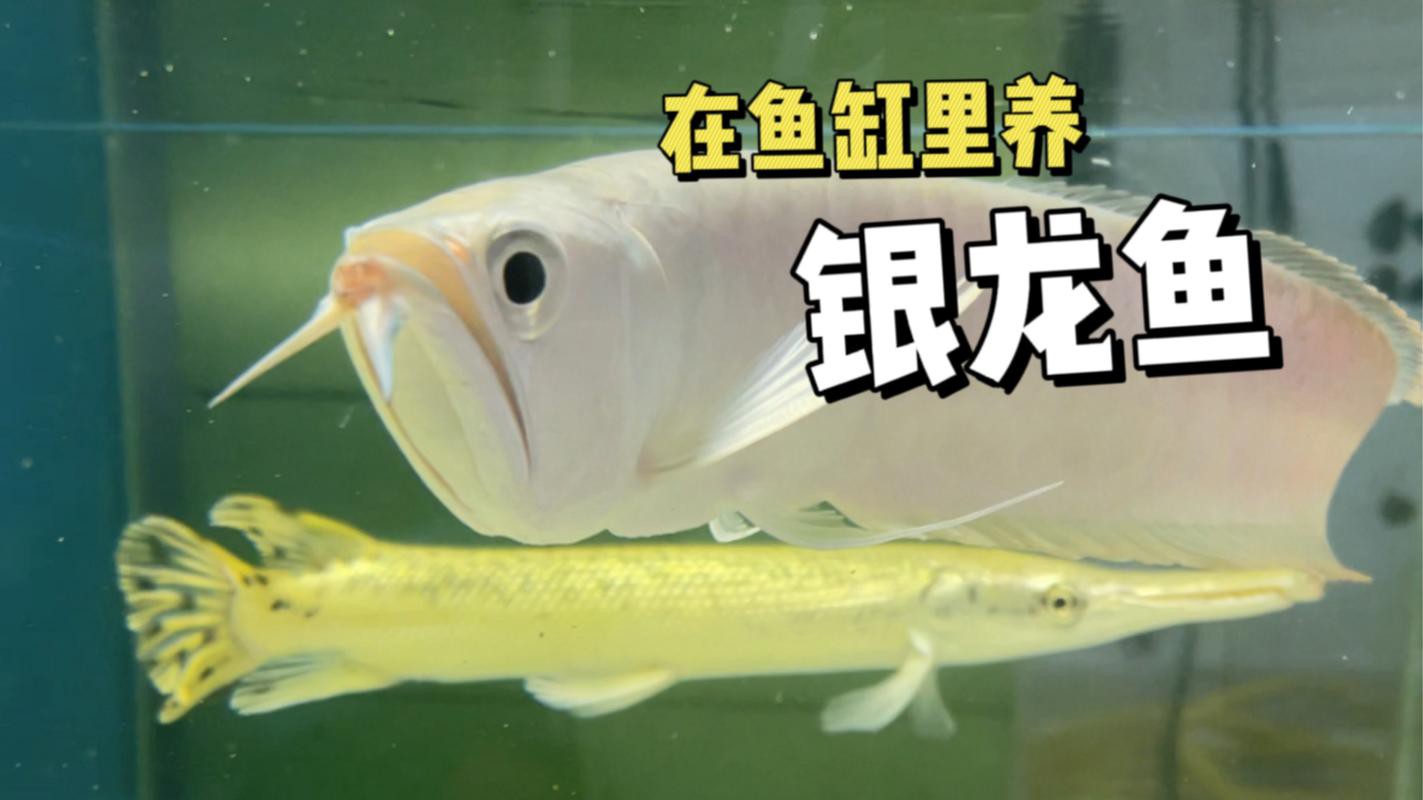 金龍魚跟銀龍魚可以一起養嗎圖片